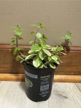 Plectranthus amboinicus 'Variegated & regular. Aka Mexican Mint or Cuban Oregano